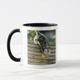 Mug Chaton se déplaçant vers le bas sur le banc