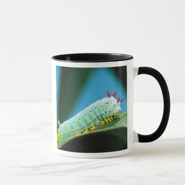 Mug Chenille du papillon Prométhée, Callosamia (Droite)