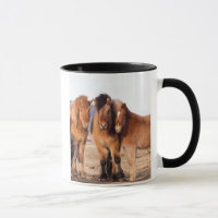 Cheval islandais en hiver