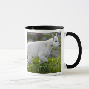 Mug Chevreau au col Logan dans Glacier