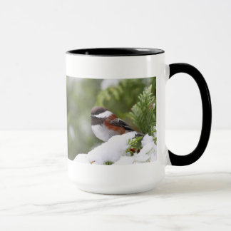 Mug Chickadee dans la neige sur un arbre de cèdre
