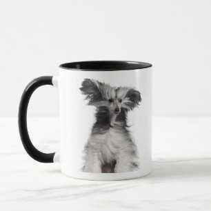Mug Chien crêté chinois (15 mois) dans le vent
