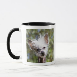 MUG CHIEN CRÊTÉ CHINOIS (CHAUVE)