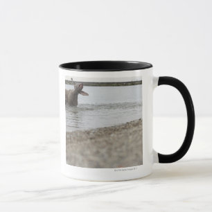 Mug Chien dans le lac secouant outre de l'eau