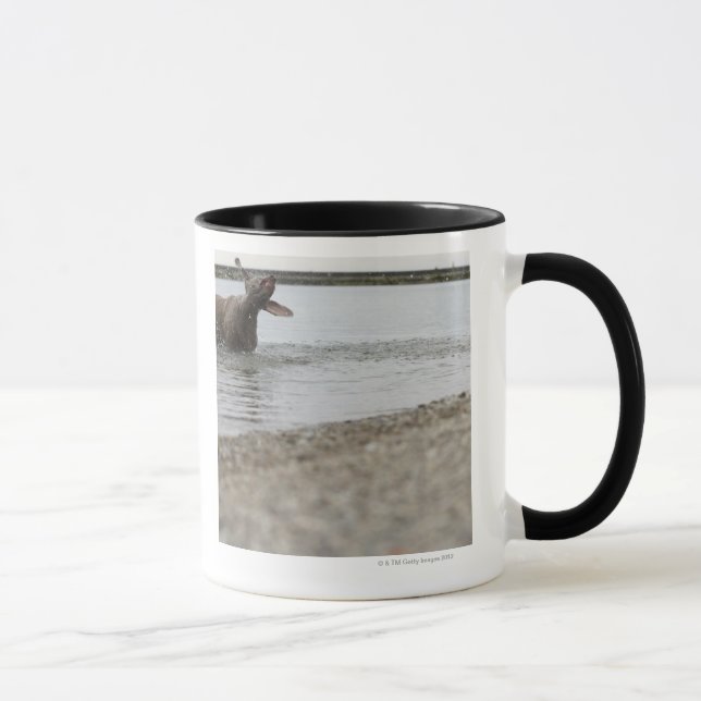 Mug Chien dans le lac secouant outre de l'eau (Droite)