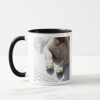 Chien mettant ses mains sur un ordinateur portable