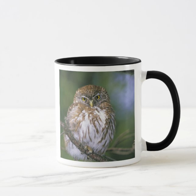 Mug Chili, Aysen. Jeune Chevêchette australe (Droite)