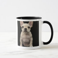 Chiot crème de bouledogue français
