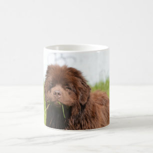 Mug Chiot de Terre-Neuve