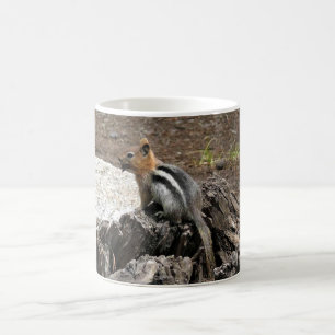 Mug Chipmunk à Yosemite, Californie