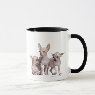 Mug Chiwawa chauve (5 et 7 mois)