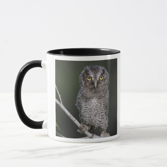 Mug Chouette à cris de l'Est, Megascops asio, Otus 2 (Gauche)