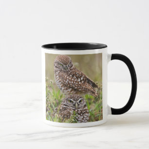 Mug Chouette bractée, Athene cunicularia, Cape Coral,