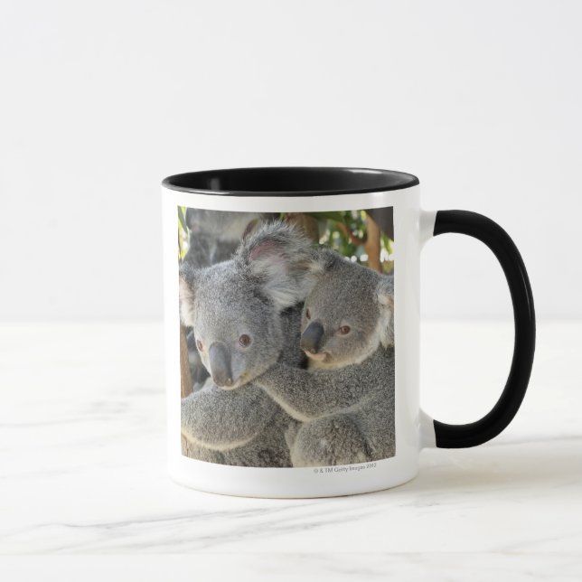 Mug Cinereus Queensland de Phascolarctos de koala. (Droite)
