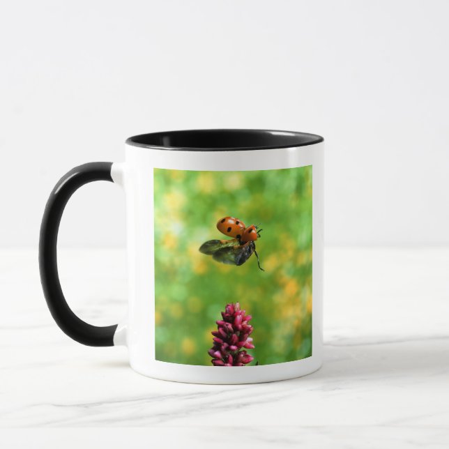 Mug coccinelle (Gauche)