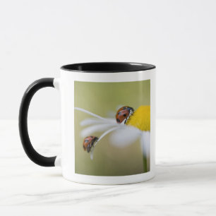 Mug Coccinelles sur une marguerite des prés, Biei,