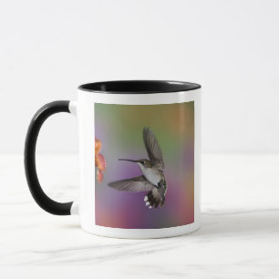 Mug Colibri à gorge rubis femelle en vol