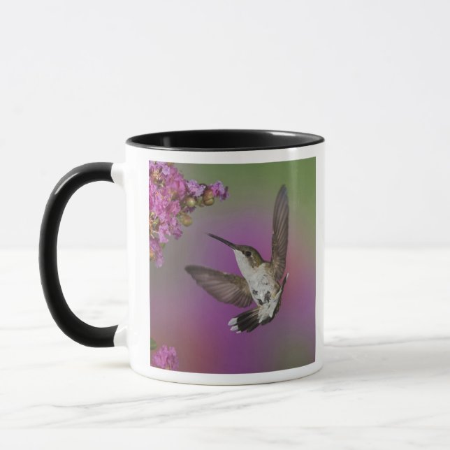 Mug Colibri à gorge rubis mâle juvénile (Gauche)