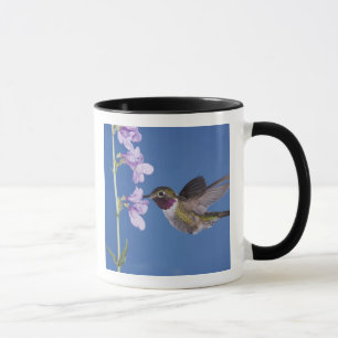 Mug Colibri à queue large, Selasphorus