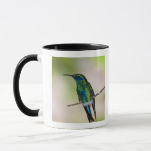 Mug Colibri vert de Violet-oreille
