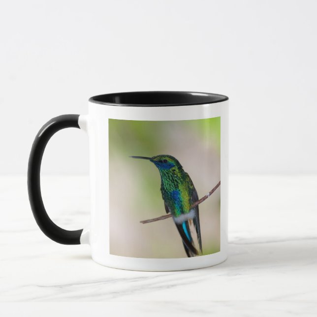 Mug Colibri vert de Violet-oreille (Gauche)