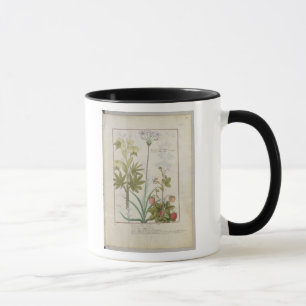 Mug Consiligo, Burreed et fraise