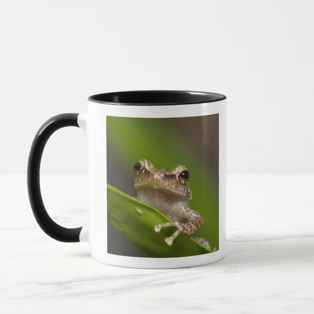 Mug Coqui commun, Eleutherodactylus coqui (Gauche)