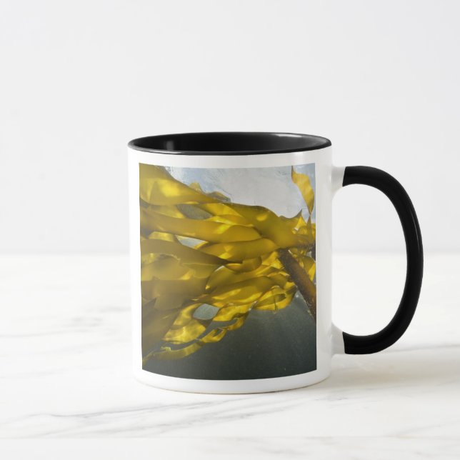 Mug Côté sud de l'île Ewing, îles San Juan, (Droite)