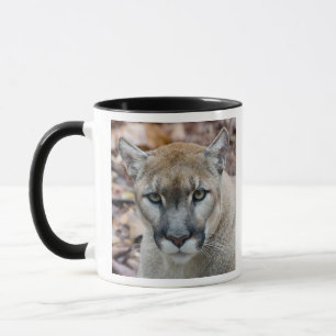 Mug Cougar, lion de montagne, panthère de Floride, Pum