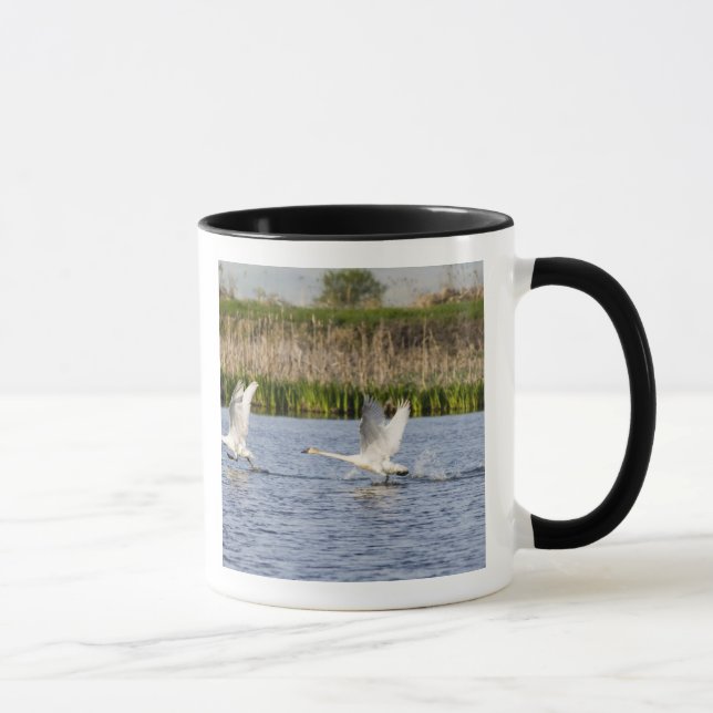 Mug Couple de cygnes de la toundra en décollage pour (Droite)