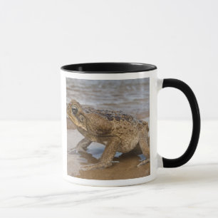 Mug Crain de cane Rhinella marina, précédemment Bufo