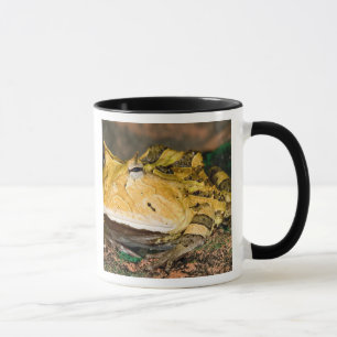 Mug Crapaud cornu brésilien, Ceratophrys cornuta, 3