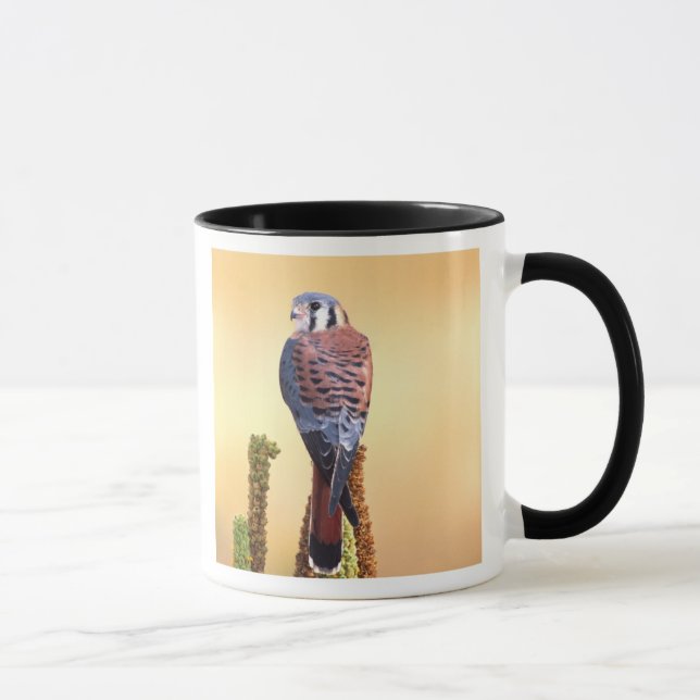 Mug Crécerelle américaine, Falco sparverius, Originair (Droite)