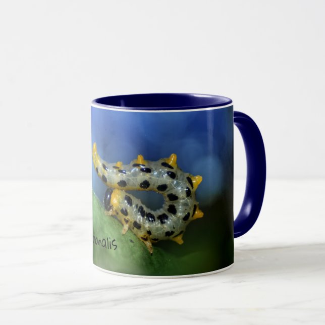 Mug Croesus septentrionalis (Devant droit)