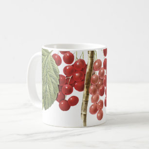 Mug currant rouge (Ribes rubrum) par Redouté
