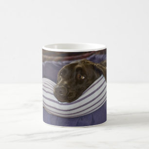 Mug Cute Chocolat Labrador Retriever Dog In Bed Photo