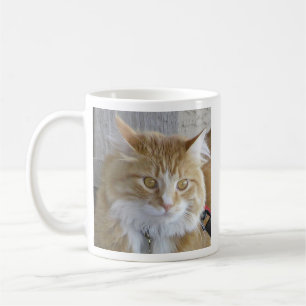 Mug Cute Maine Coon Kitten Gros plan Photo