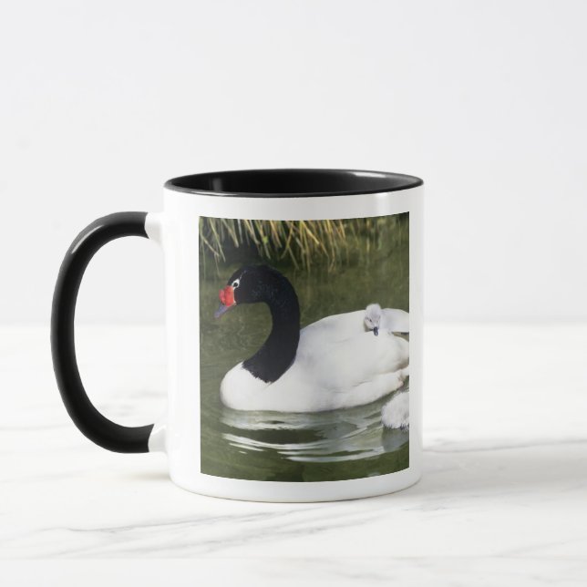 Mug Cygne à cou noir adulte et cygnets dans l'eau. (Gauche)