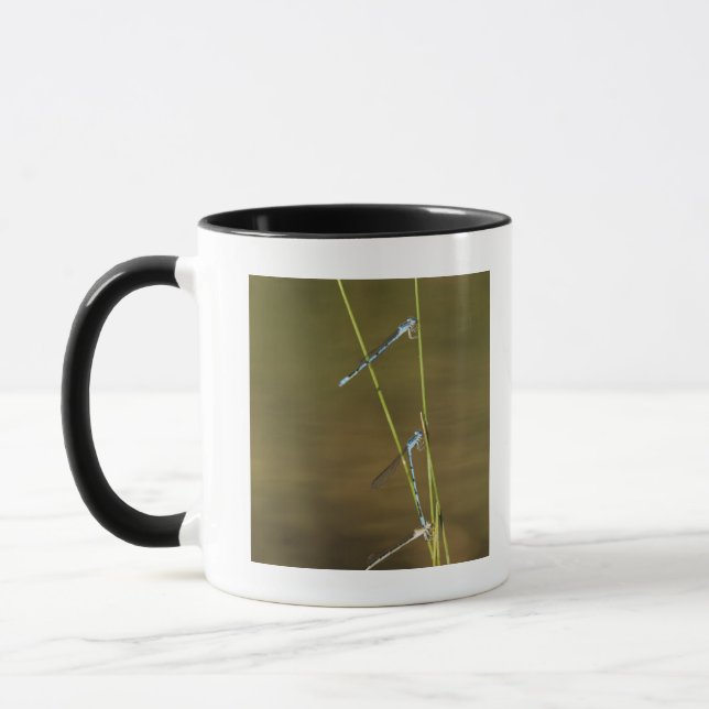 Mug Damselflies de accouplement (Gauche)