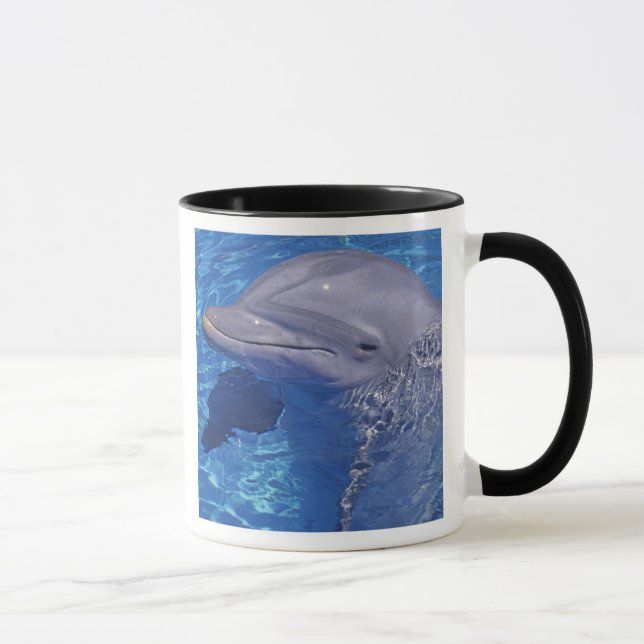 Mug Dauphin à gros nez, Tursiops Truncatus (Droite)