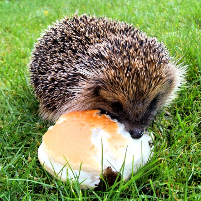 MUG DE VOYAGE HÉDGEHOG (A cute little hedgehog enjoying a rather large meal! )