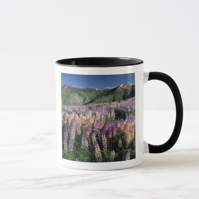 Mug DÉSERT DE JARBIDGE, NEVADA. États-Unis. Lupin éper (Droite)