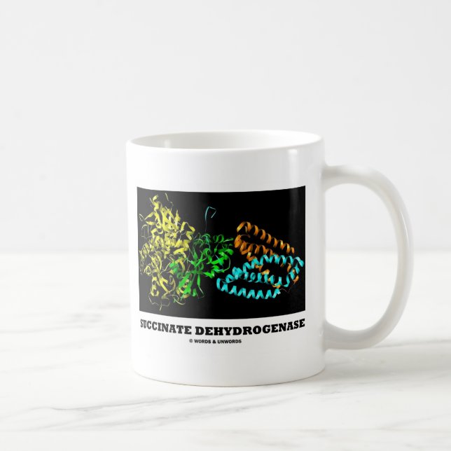Mug Déshydrogénase de succinate (chimie) (Droite)