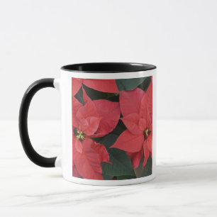 Mug Détail du poinsettia rouge (Euphorbia pulcherrima)