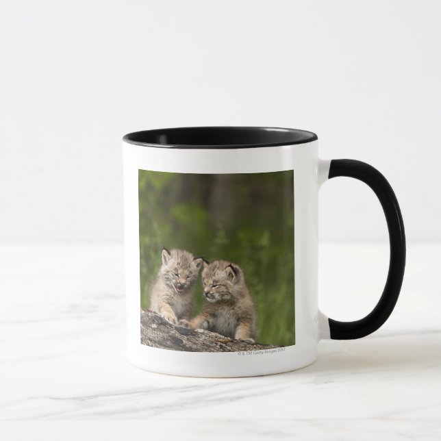 Mug Deux chatons de Canada Lynx (Lynx Canadensis) (Droite)