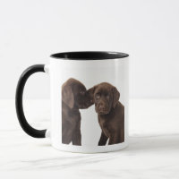 Deux chiots de labrador retriever de chocolat