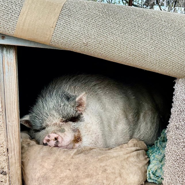 Mug Deux côtés d'un ours polaire (Créateur téléchargé)