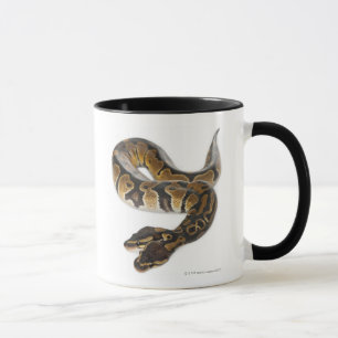 Mug Deux ont dirigé le python royal ou le python de