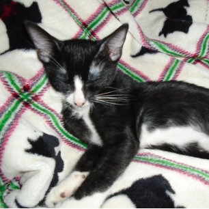 MUG DEUXIÈME AMENDEMENT PERMIS D'ARMES À FEU