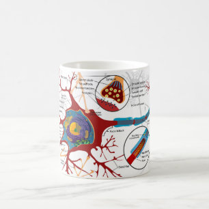 Mug Diagramme Cellule Neuronale Complète Système Nerve